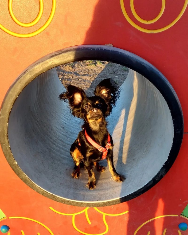 ARCHIE - Pet logo &ndash; WORLDPETNET #17