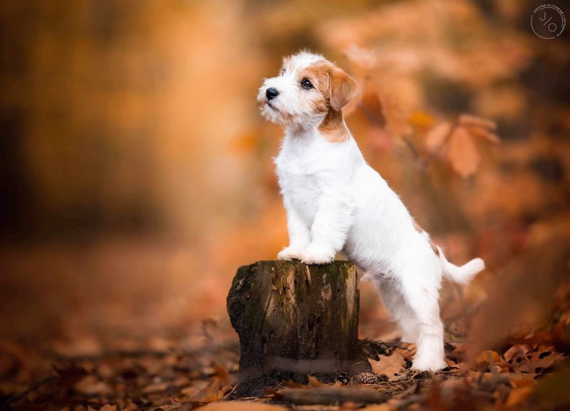 Kofi (hodowl. Fuks) alt.animals.promo #16