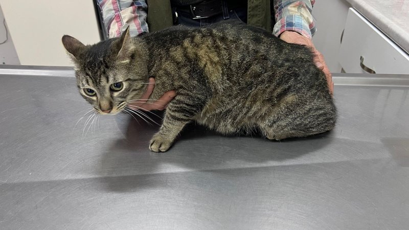 BUHO - Pet logo &ndash; WORLDPETNET #18