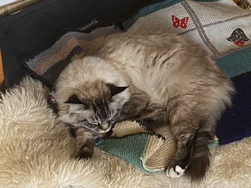 Marzipan - Pet logo &ndash; WORLDPETNET #18