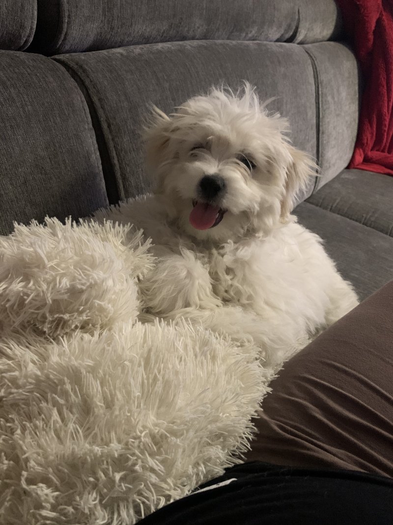 Masha alt.animals.promo #16