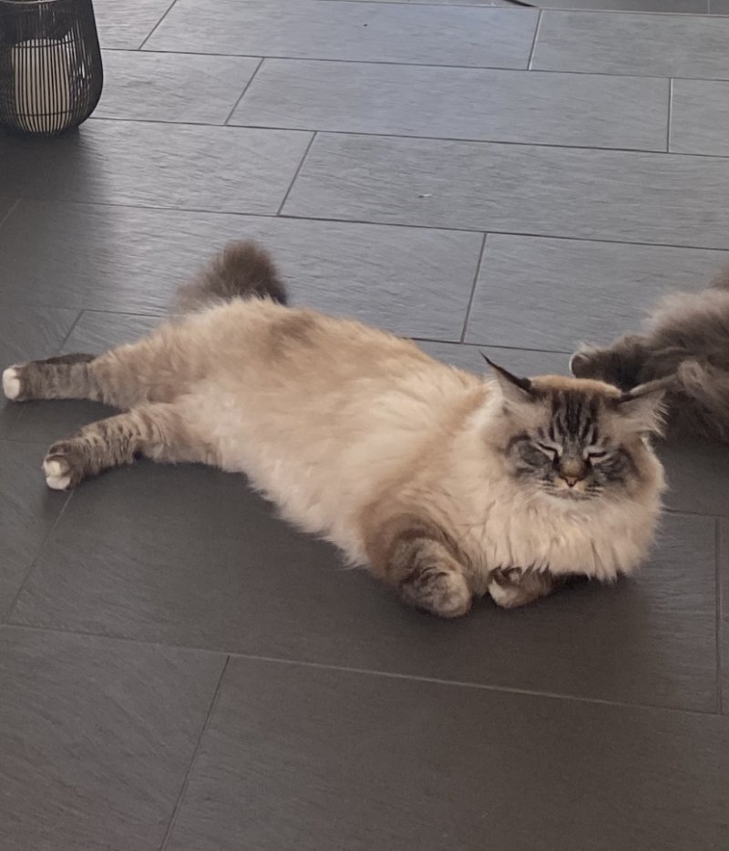 Marzipan - Pet logo &ndash; WORLDPETNET #17