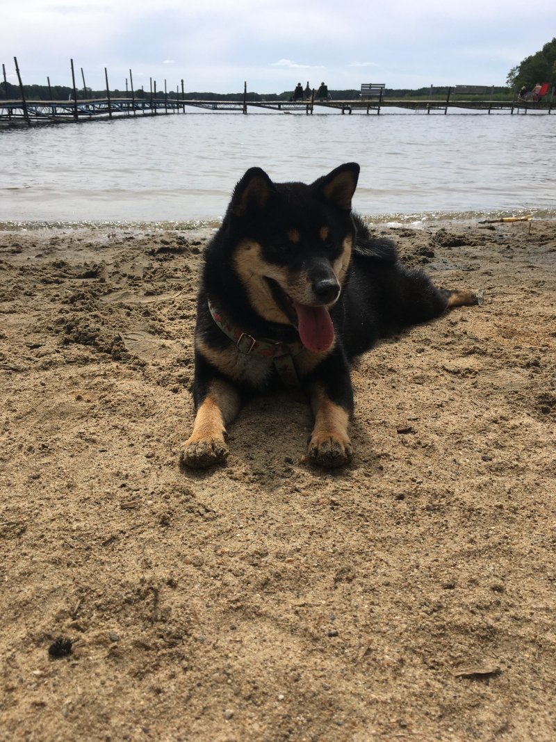 Tajga - Pet logo &ndash; WORLDPETNET #18