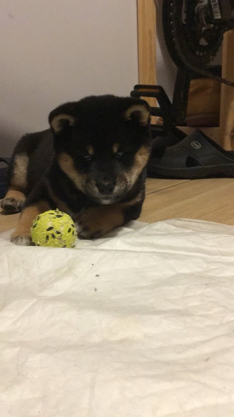 Tajga alt.animals.promo #16