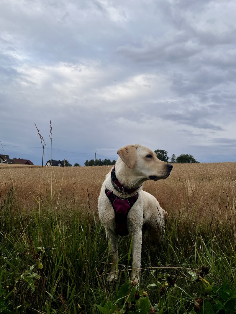 Gaja - Pet logo – WORLDPETNET #18