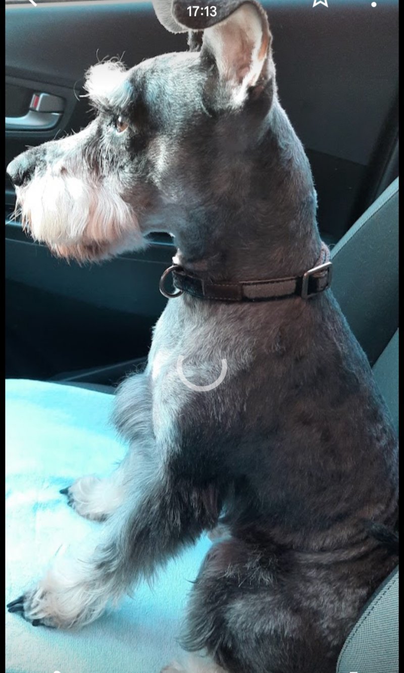 Roki  - Pet logo &ndash; WORLDPETNET #17