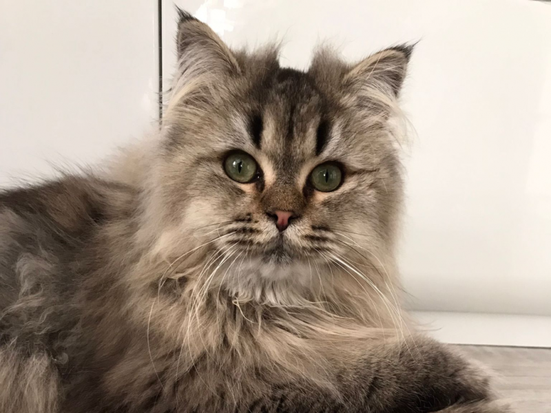 Tornado - Pet logo – WORLDPETNET #18