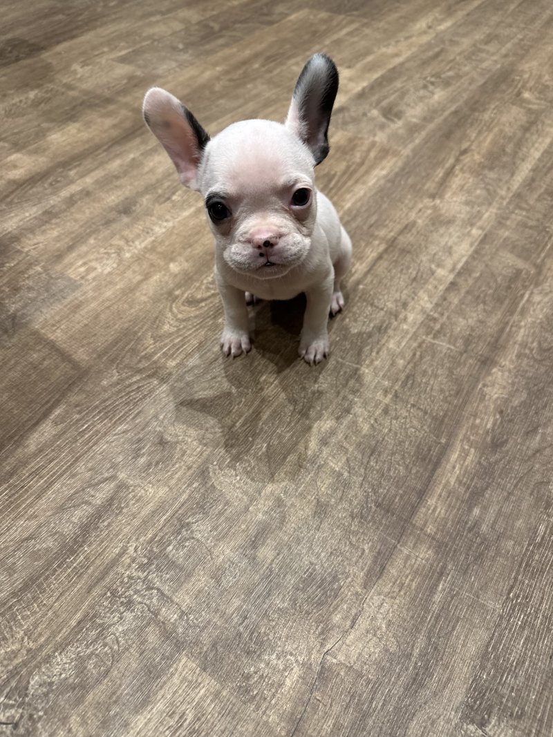 Luna - Pet logo – WORLDPETNET #17
