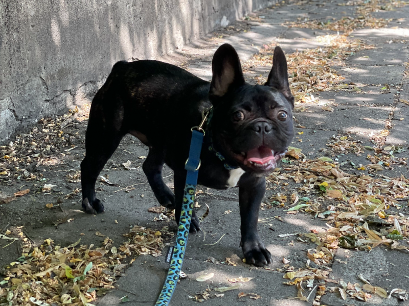 Gustaw - Pet logo &ndash; WORLDPETNET #17