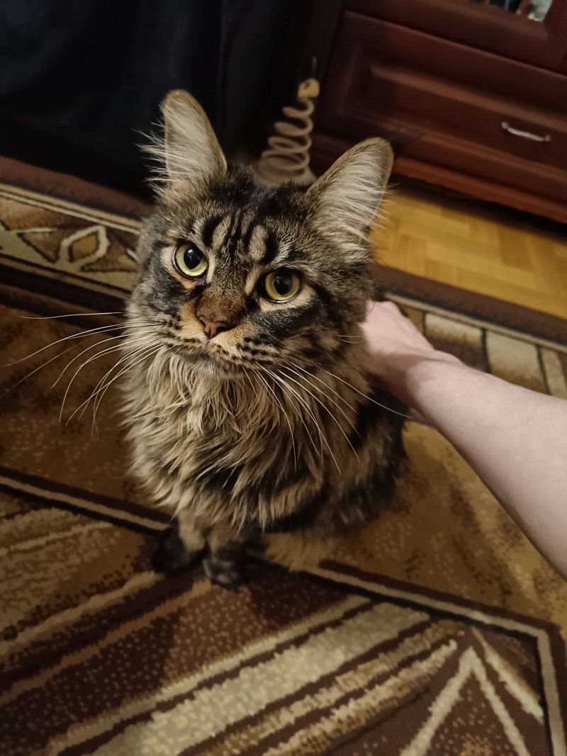 Junona (Juno) - Pet logo &ndash; WORLDPETNET #17