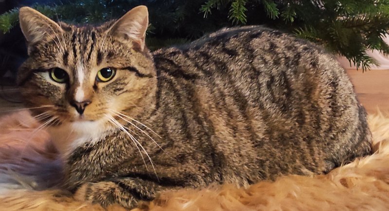 Mimir alt.animals.promo #16