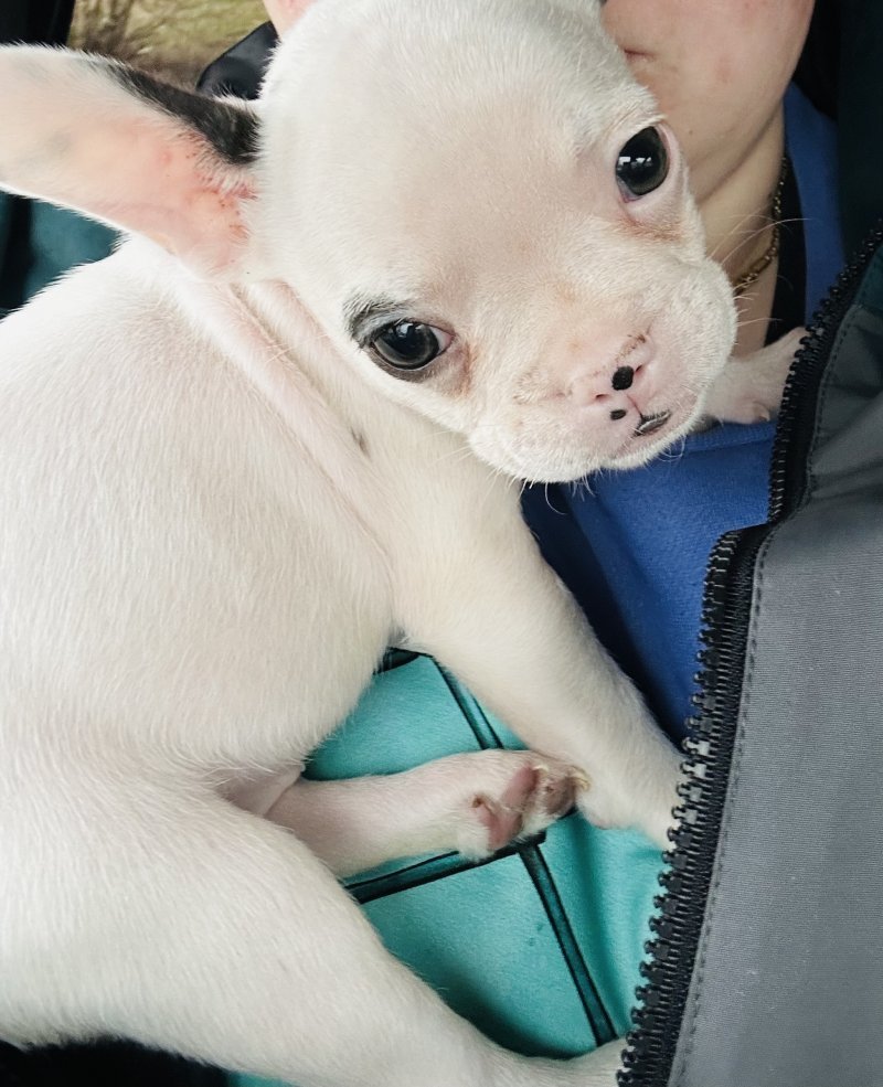 Luna - Pet logo – WORLDPETNET #18