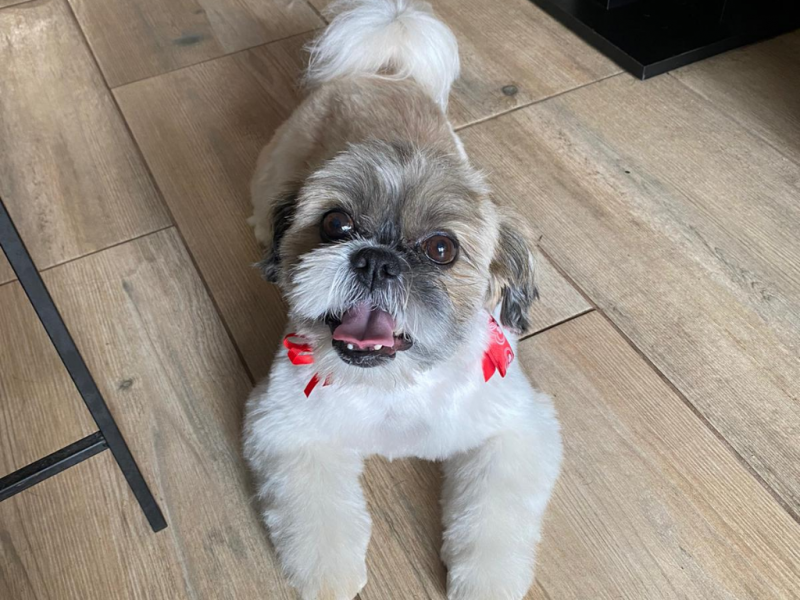 Dolar alt.animals.promo #16