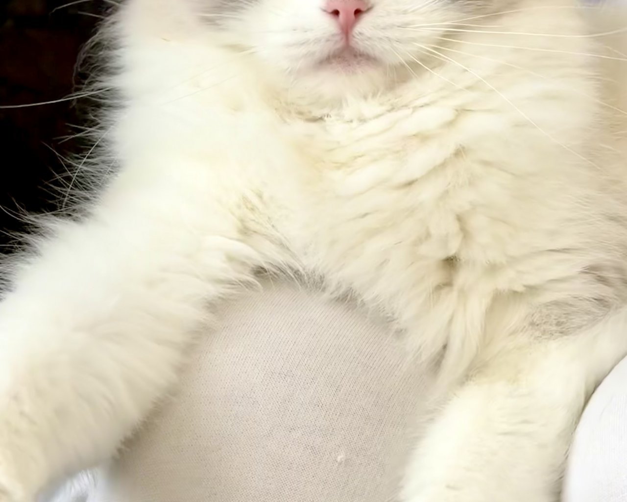 YOSHUARAGDOLLS  - Breeding centres logo – WORLDPETNET #13