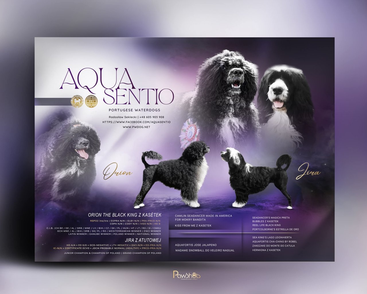 AQUA SENTIO (FCI) - Hodowle ps&oacute;w i kot&oacute;w logo - WORLDPETNET #14