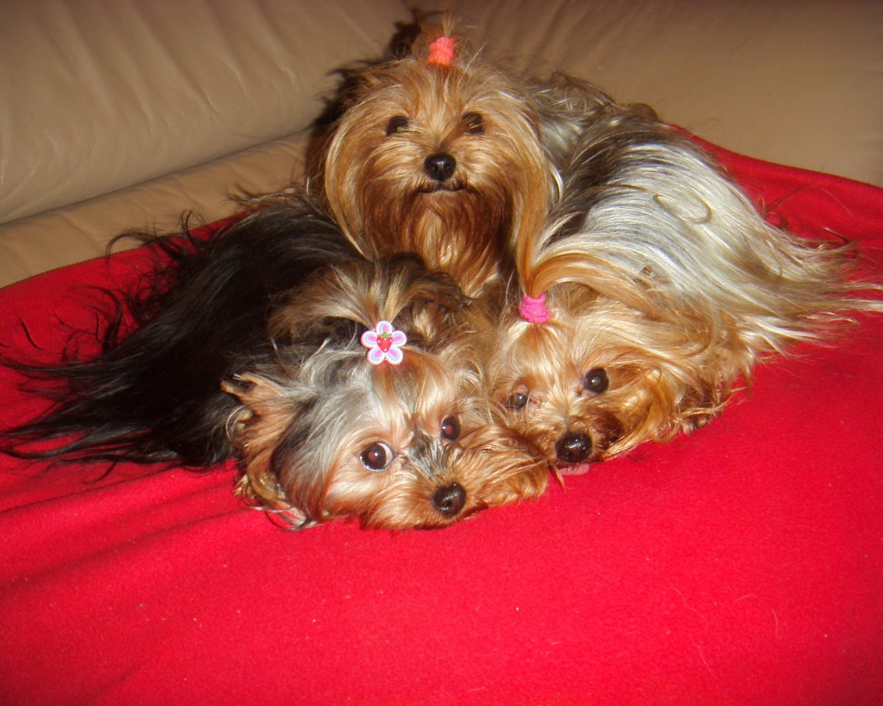 LA TOSIA Promowane hodowle - WORLDPETNET #12