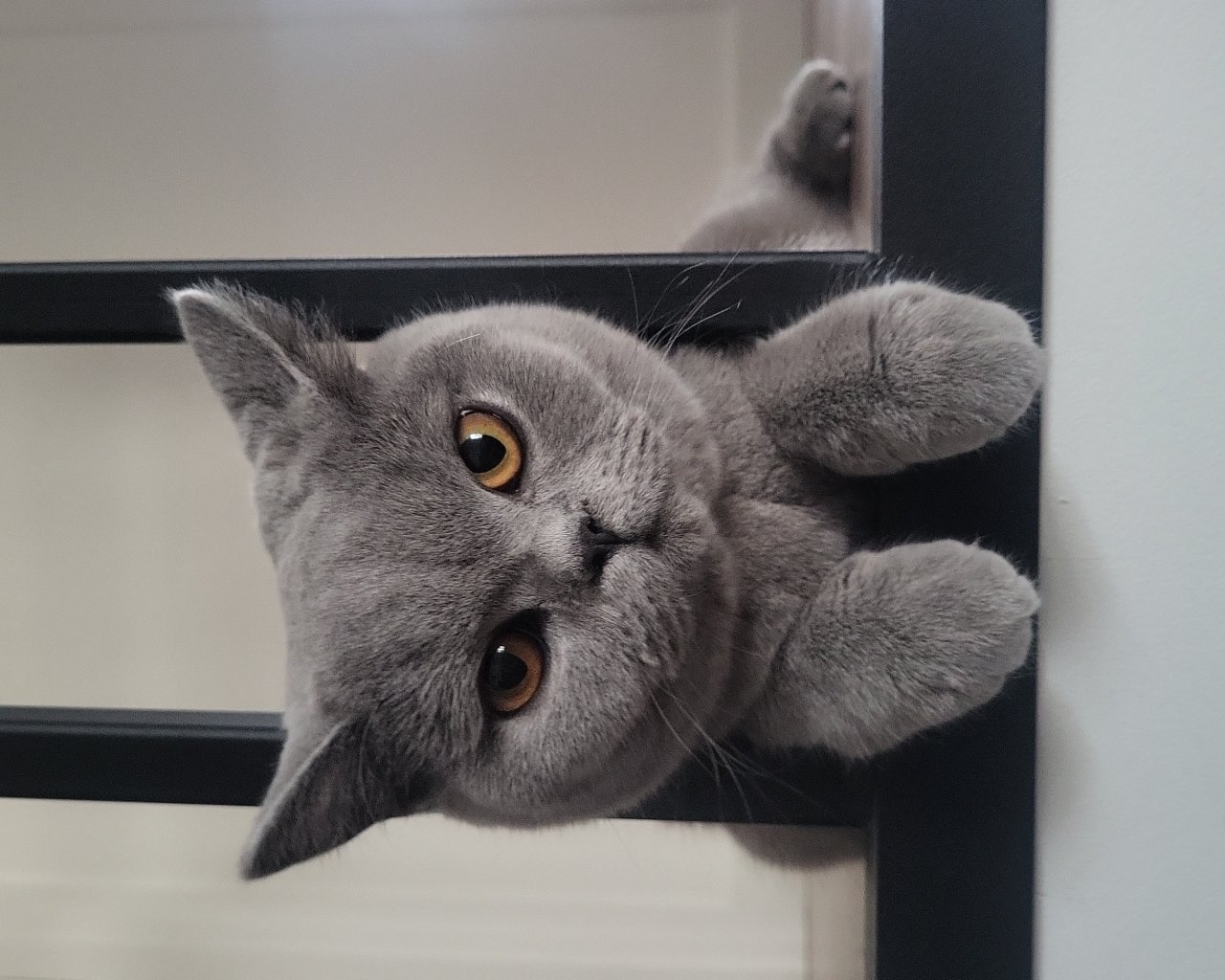 FILO BLUE*PL Promoted breeding centres &ndash; WORLDPETNET #12