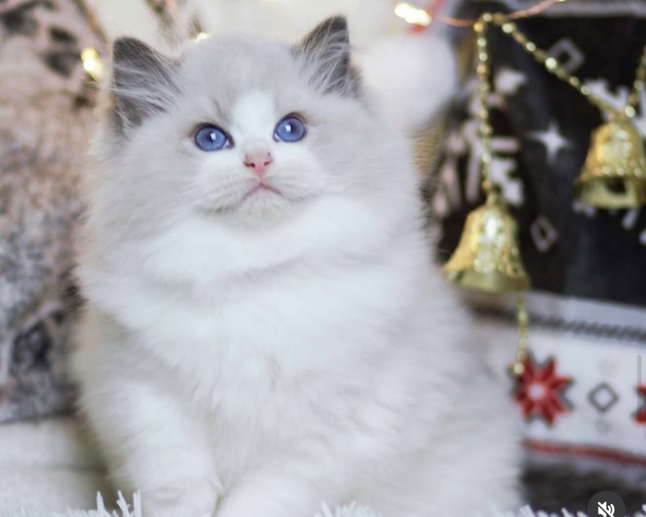 LALLI DOLL Promoted breeding centres &ndash; WORLDPETNET #12