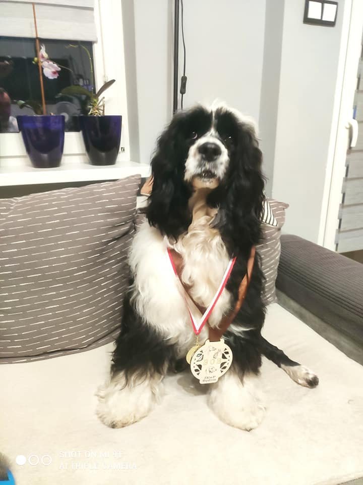 AQUA SENTIO (FCI) - Hodowle ps&oacute;w i kot&oacute;w logo - WORLDPETNET #13