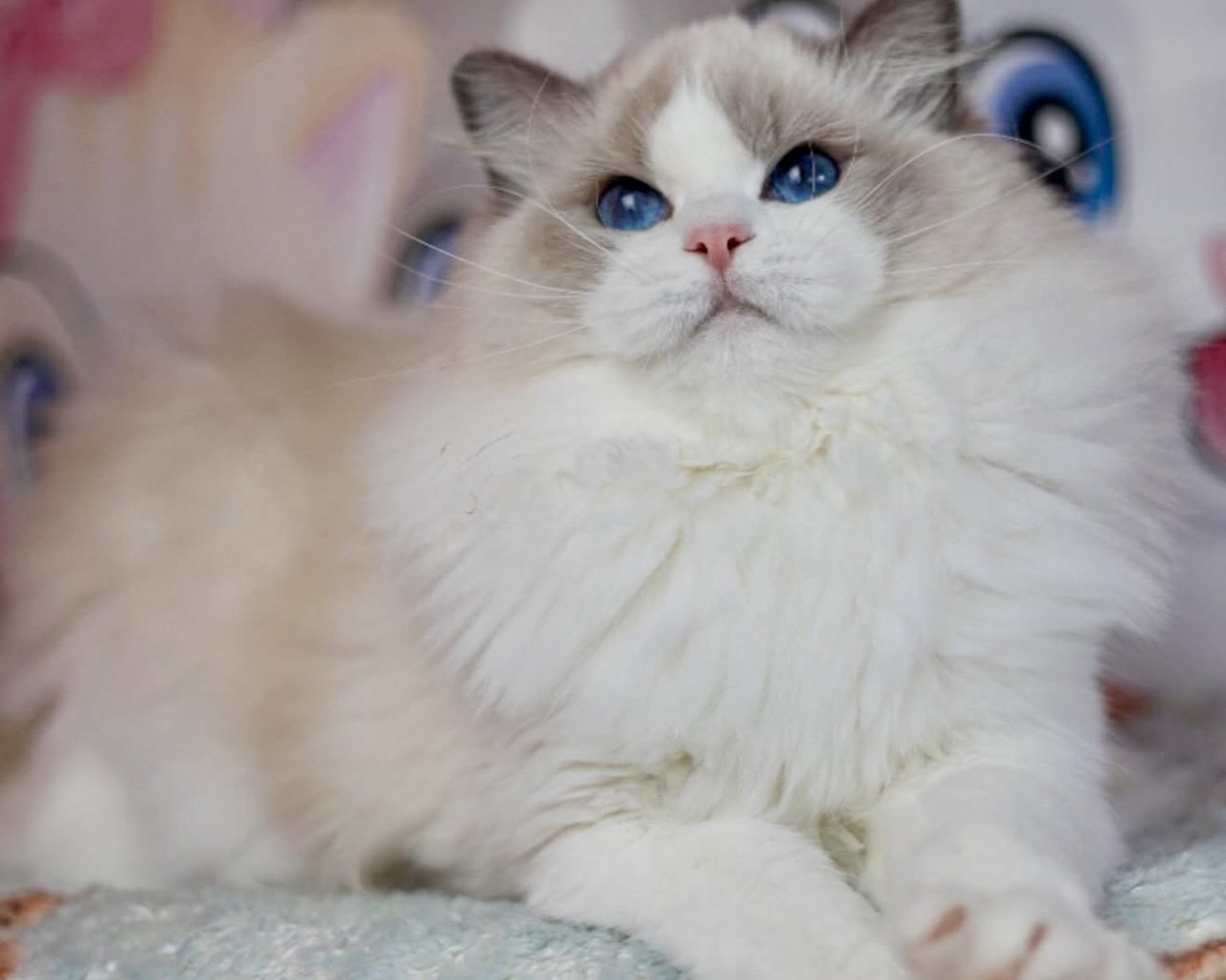 LALLI DOLL - Breeding centres logo &ndash; WORLDPETNET #13