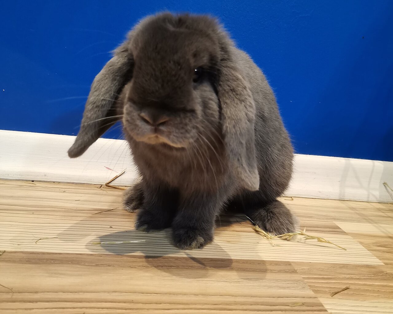 LILI LOP  Beworbene Tierzuchten – WORLDPETNET #12