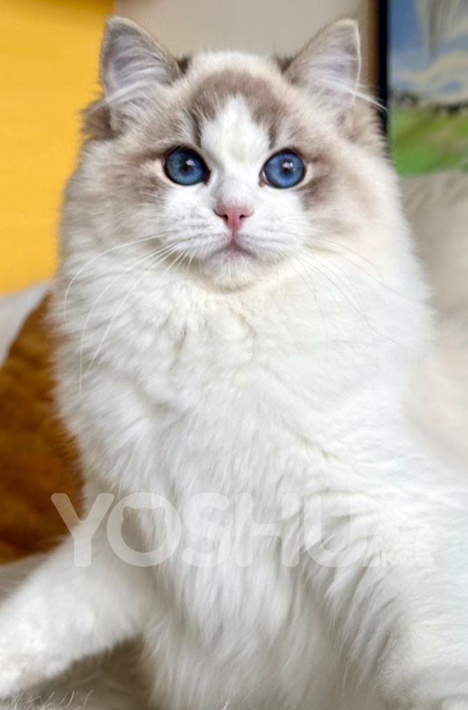 YOSHUARAGDOLLS  Promoted breeding centres – WORLDPETNET #12