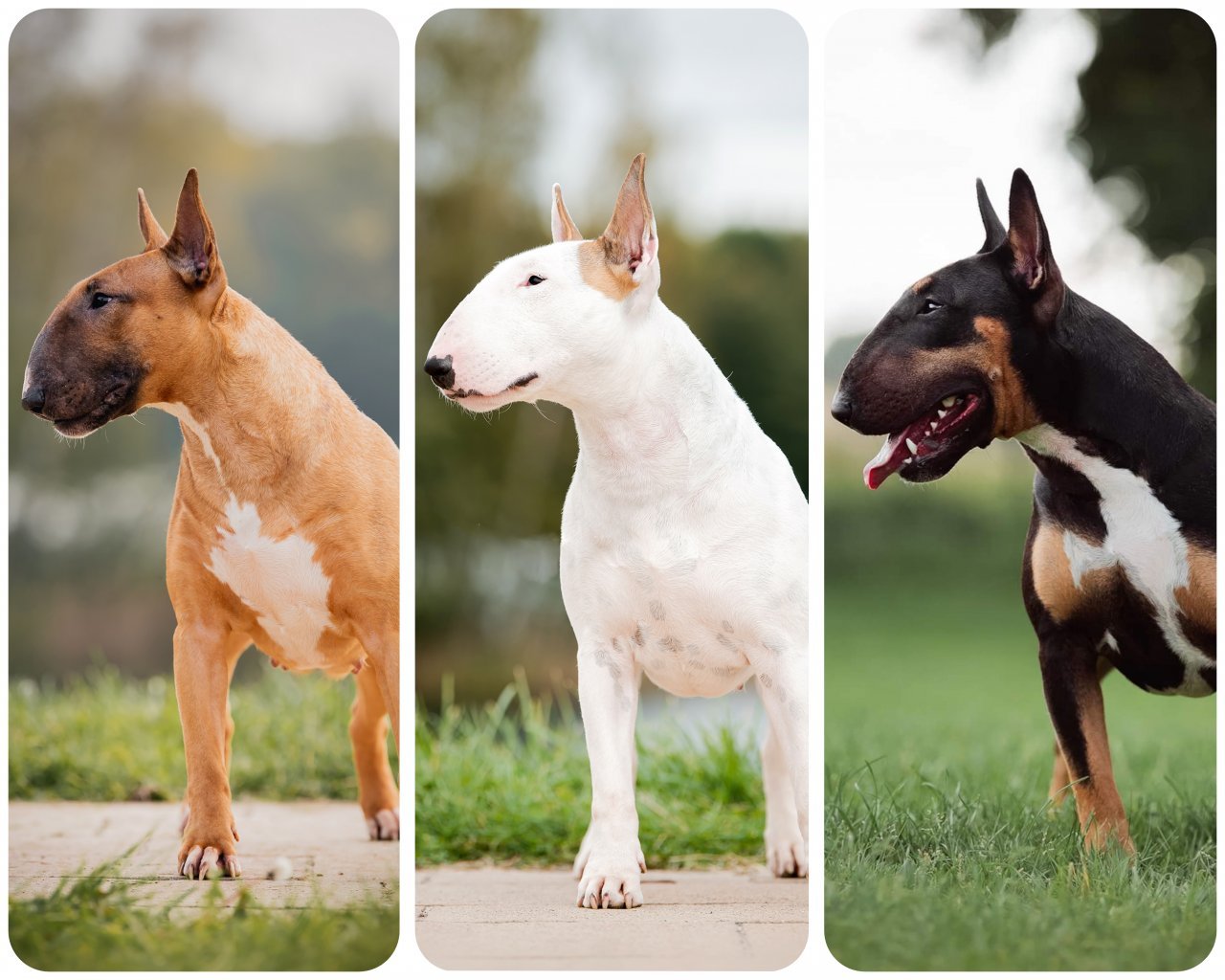 HEXESIDE FCI  - Hodowle ps&oacute;w i kot&oacute;w logo - WORLDPETNET #13