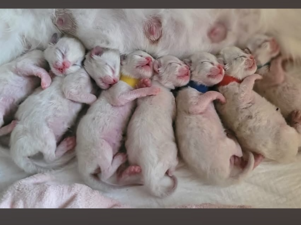 CATMILU*PL - Tierzuchten-Logo &ndash; WORLDPETNET #14