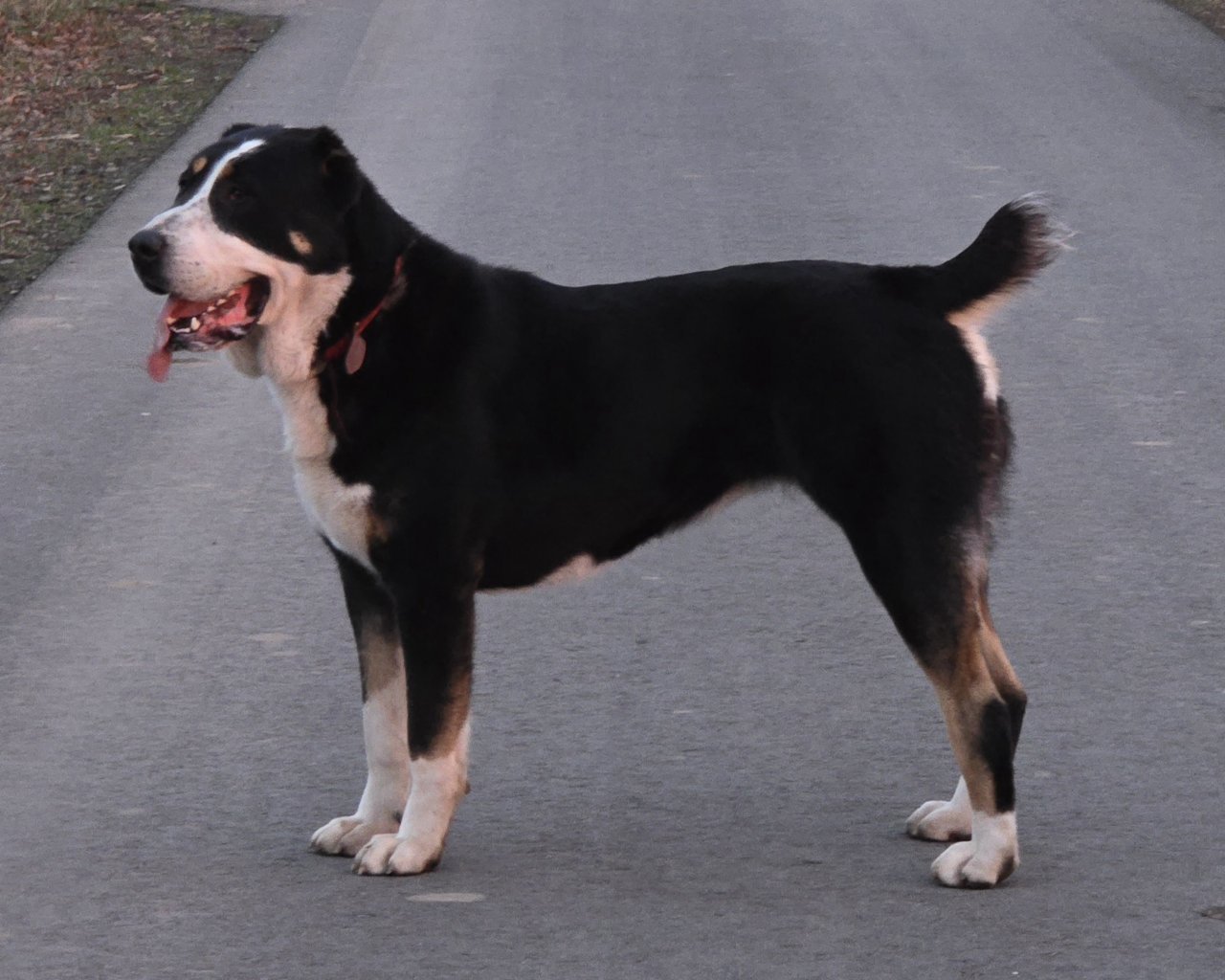 STRÓŻE POMORZA Promoted breeding centres – WORLDPETNET #12