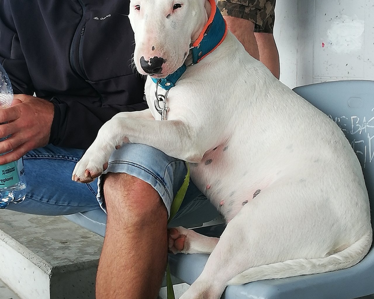 BONA FIDE BULL FCI Promoted breeding centres – WORLDPETNET #12