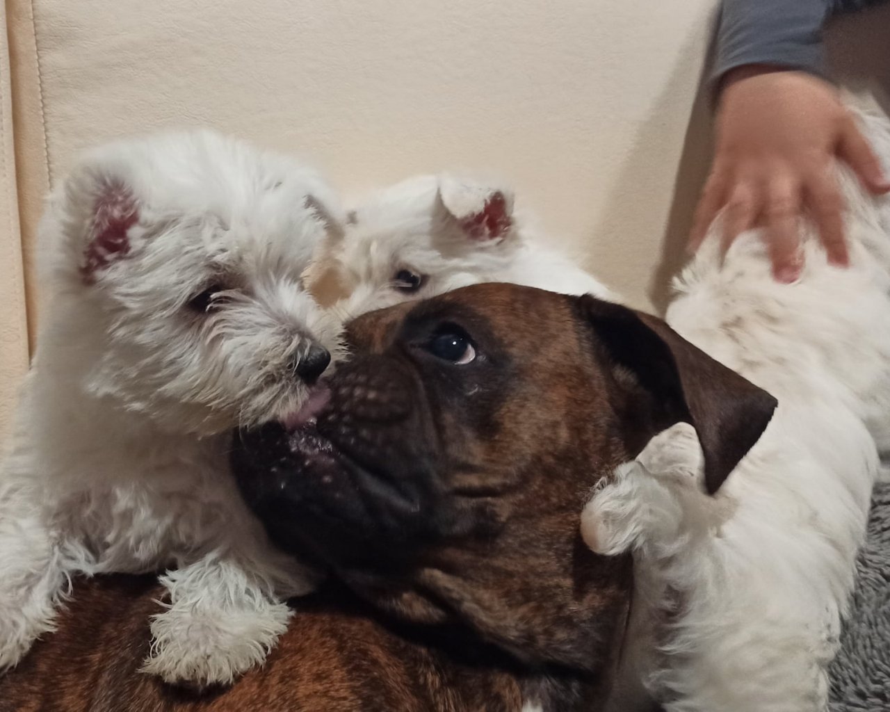 VITAMIA Promoted breeding centres – WORLDPETNET #12