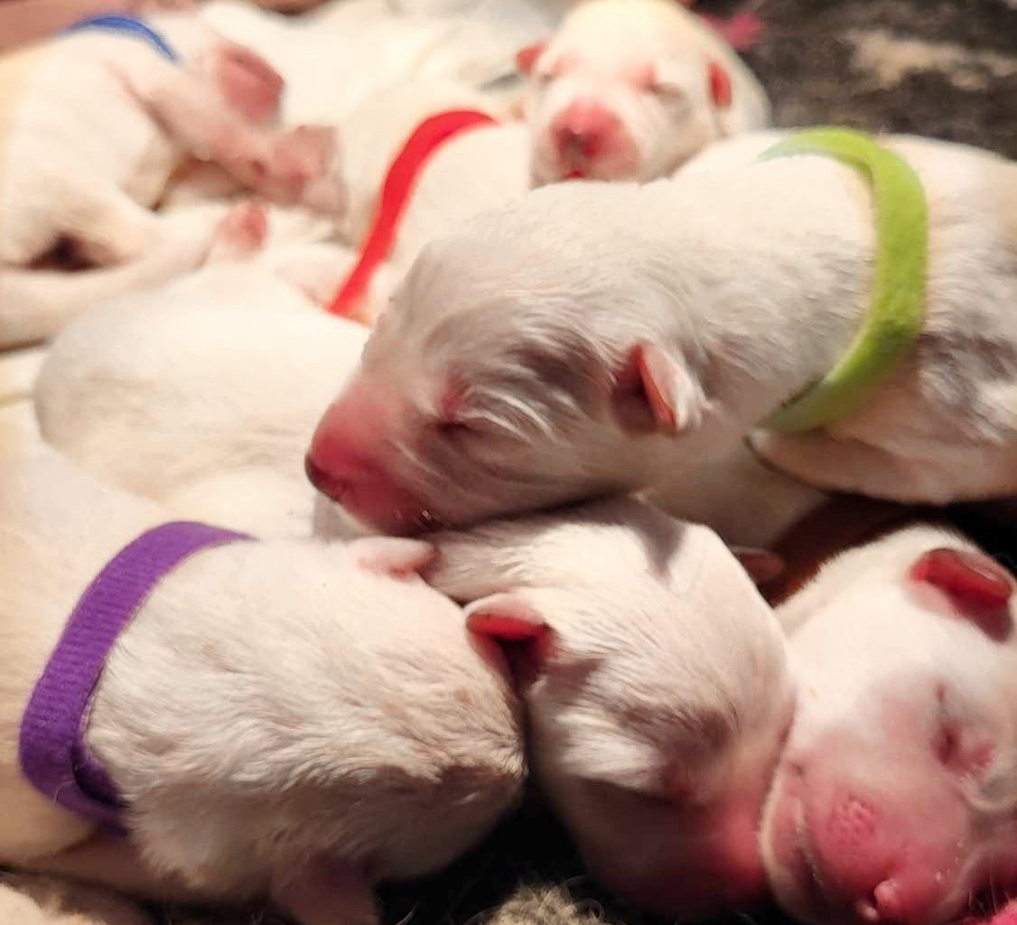 ROYAL WHITE WOLVES - Breeding centres logo – WORLDPETNET #13