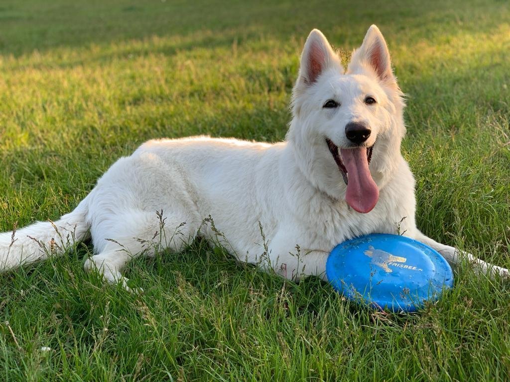 ROYAL WHITE WOLVES - Breeding centres logo – WORLDPETNET #14