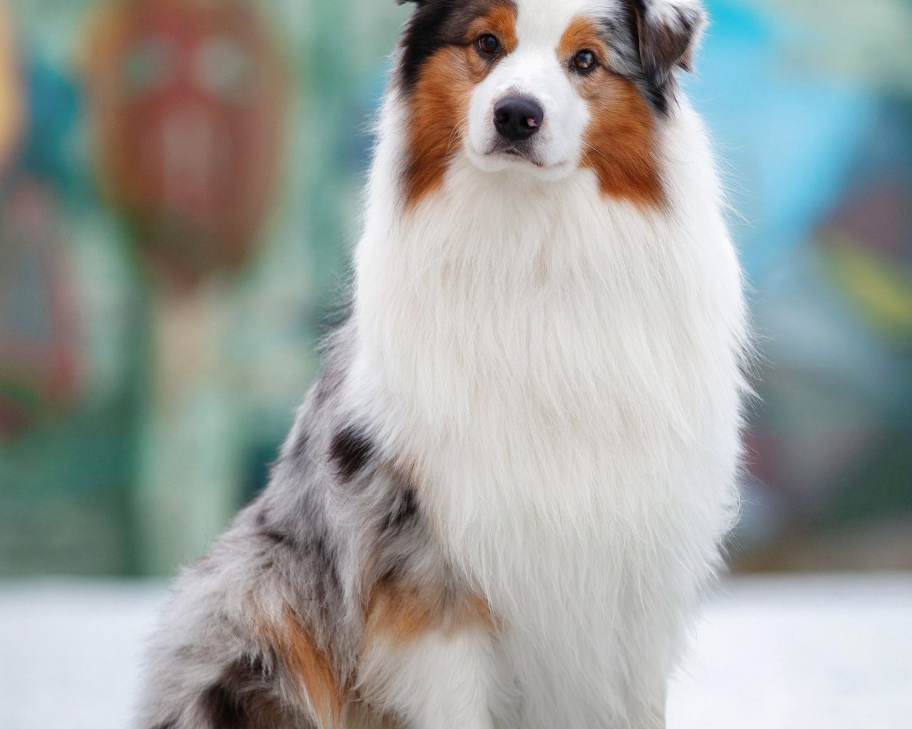 MAGICAL TALE OF DRAGONS Promoted breeding centres – WORLDPETNET #12