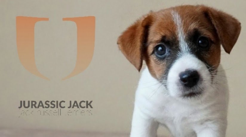 JURASSIC JACK FCI  Promoted breeding centres – WORLDPETNET #12