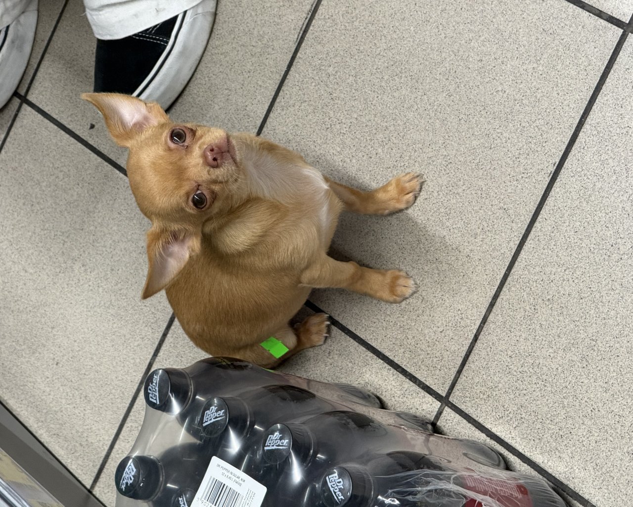 MAYO Missing pet photo #11