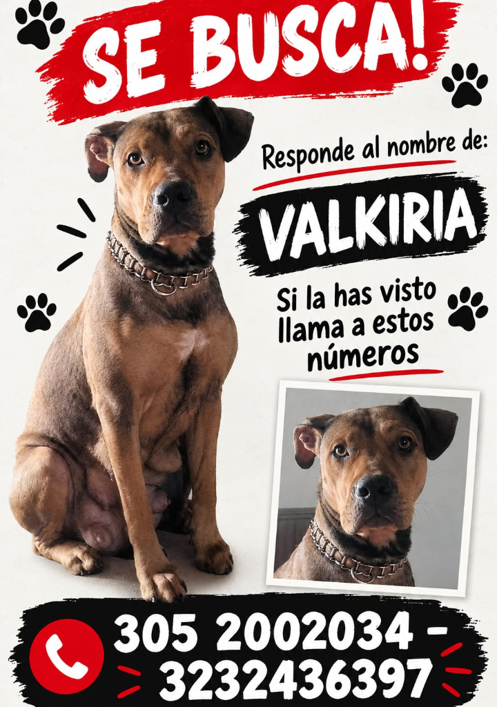 VALKIRIA  Imagen del animal perdido #11