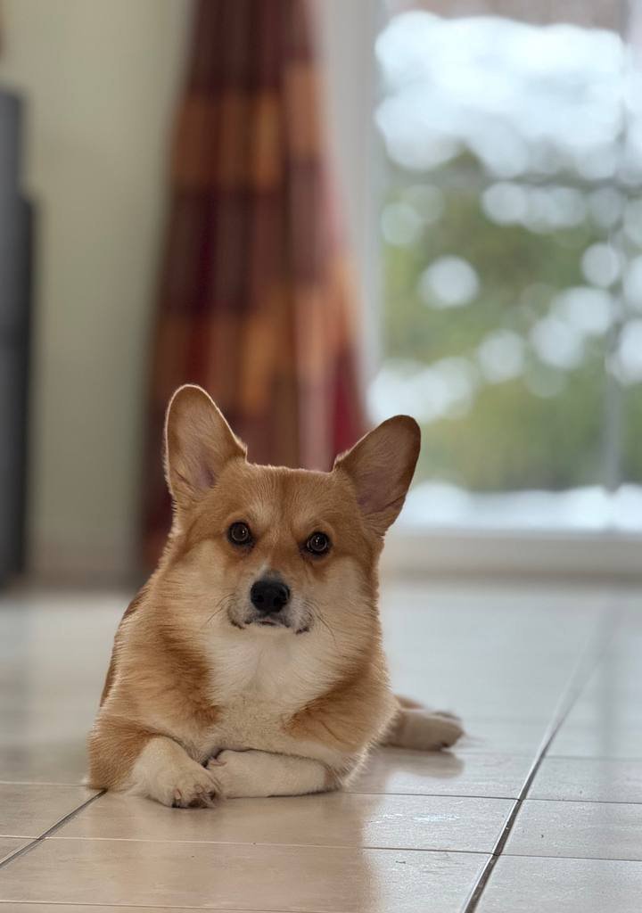 TOMMY Missing pet photo #11