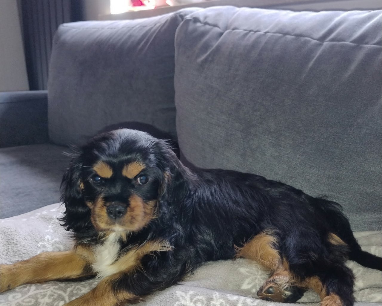 BELLA Missing pet photo #11