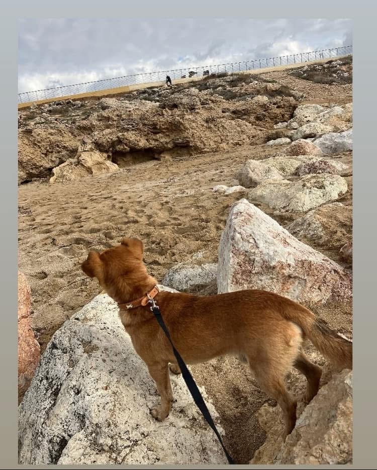 IZU - alt.lostpet.logo #12