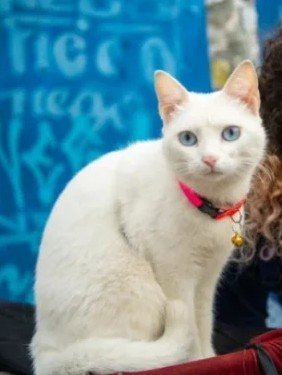 NUVEM Missing pet photo #11