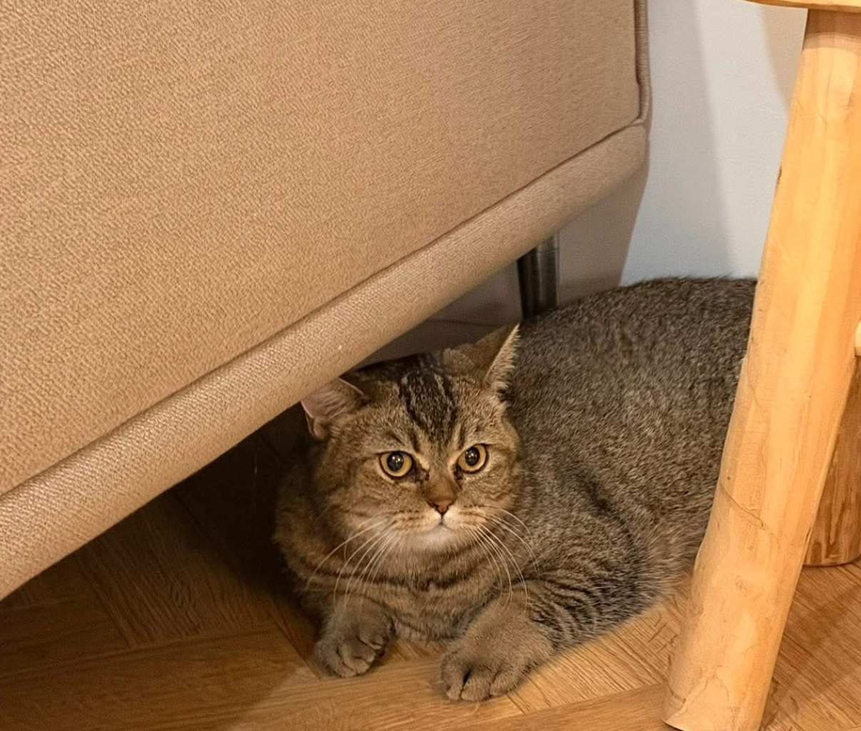 GUCIO Imagen del animal perdido #11