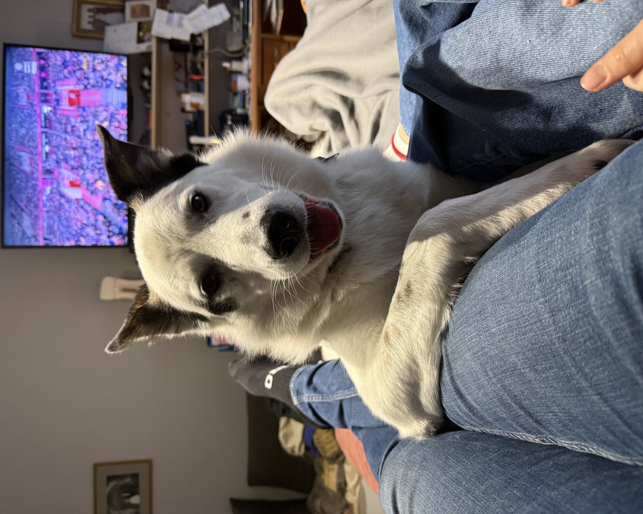 FUKS - alt.lostpet.logo #12