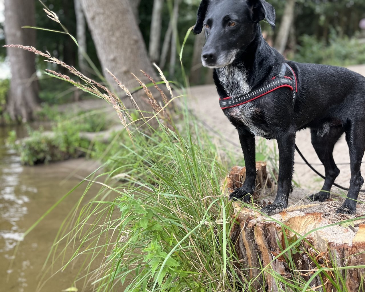 JANKES - alt.lostpet.logo #12