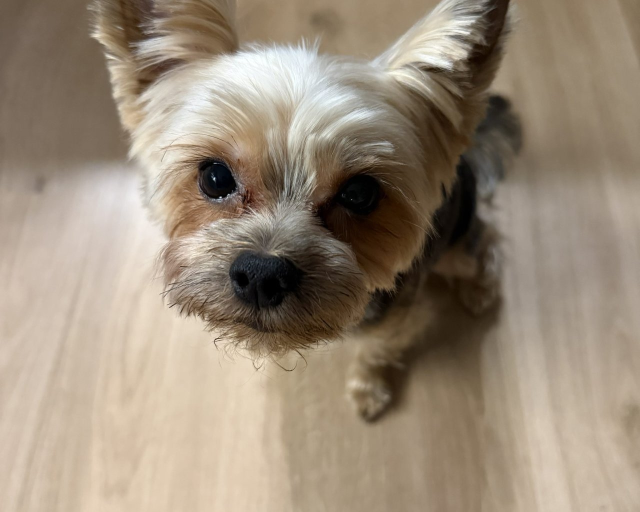 MŁODY  Photo de l&rsquo;animal perdu #11
