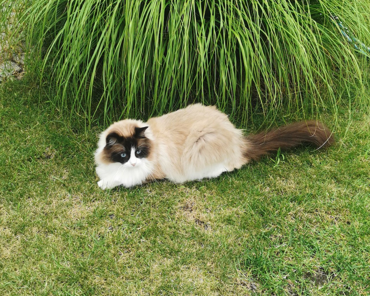 JULEK Imagen del animal perdido #11