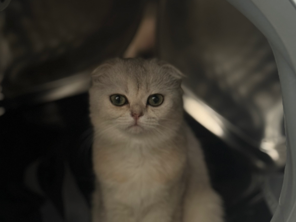 NALA - alt.lostpet.logo #12