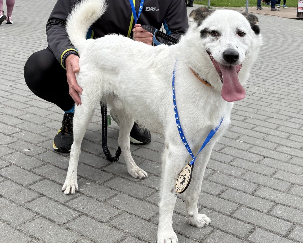 FUKS Imagen del animal perdido #11