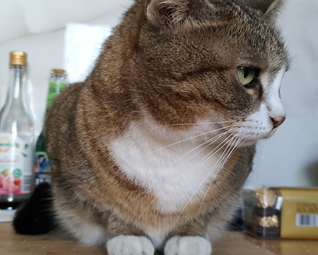 LUCY  Imagen del animal perdido #11