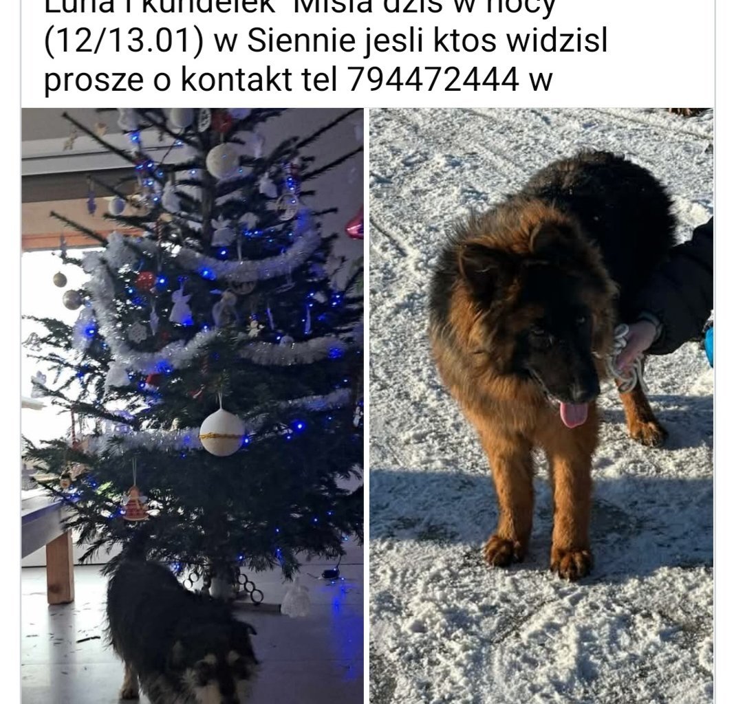 MISIA Missing pet photo #11